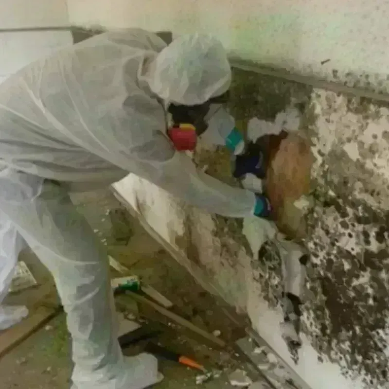 Mold Remediation and Removal in Uvalde, TX